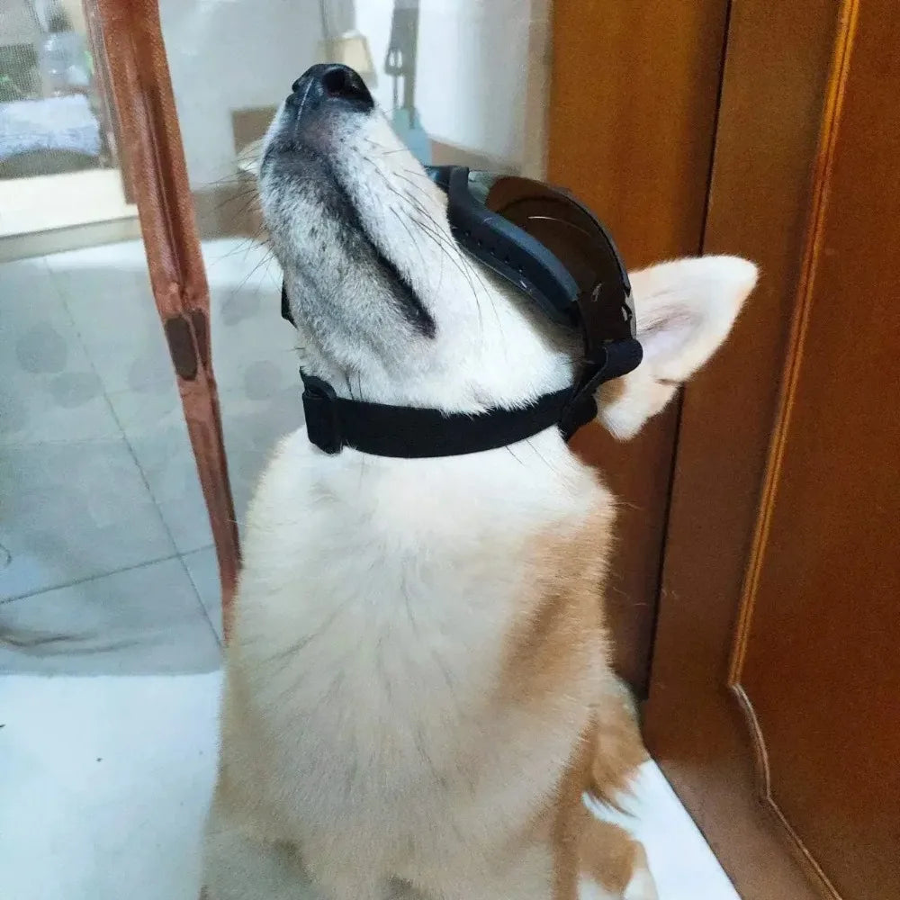 Adjustable Pet Dog Goggles – UV Protection Sunglasses for Outdoor Safety & Style
