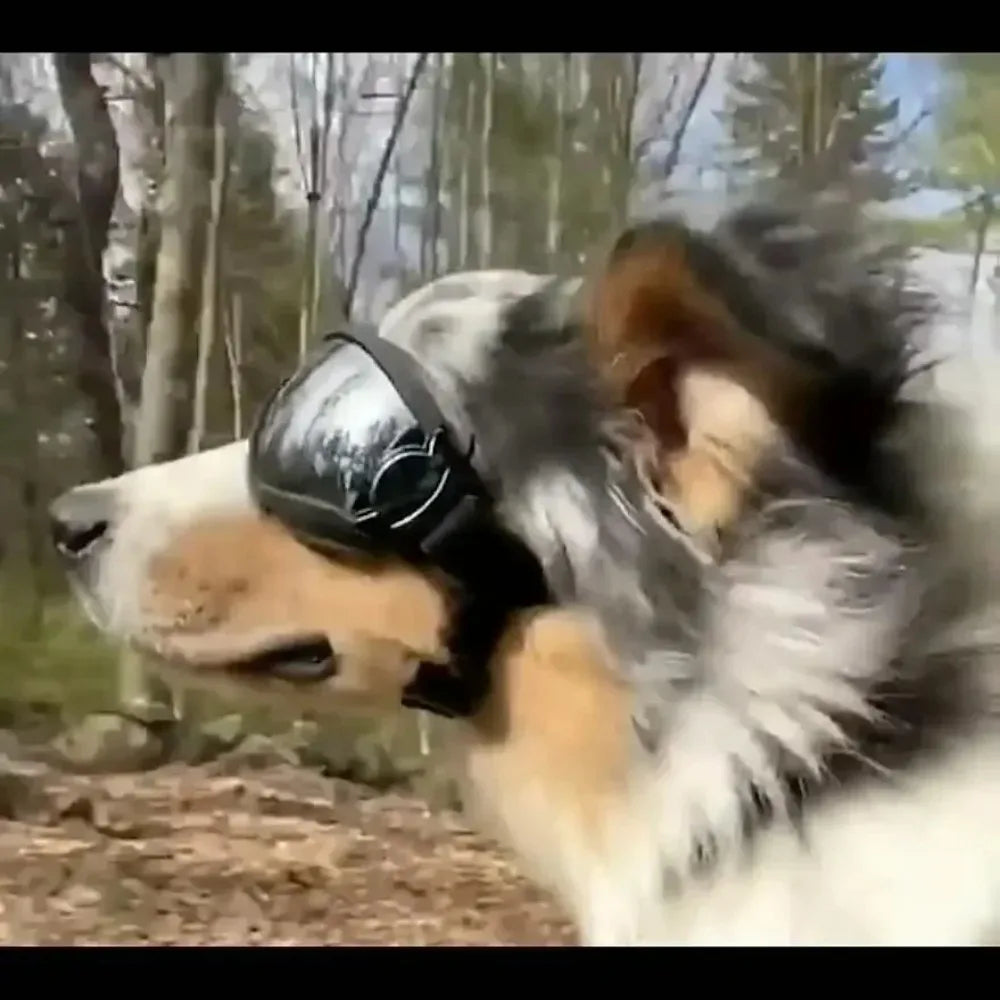 Adjustable Pet Dog Goggles – UV Protection Sunglasses for Outdoor Safety & Style